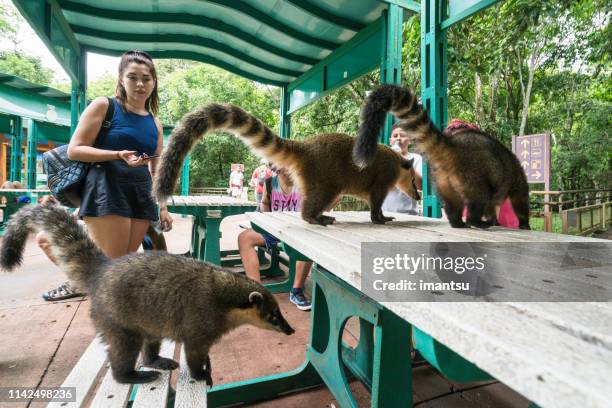 coati au repos, parc national d’iguacu, brésil - foz do iguacu photos et images de collection