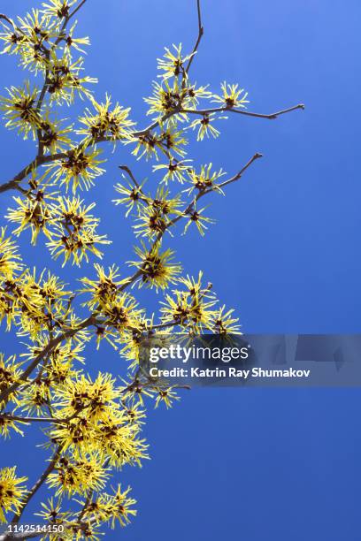 yellow blloms of witch hazel and blue skies - hamamelis stock-fotos und bilder