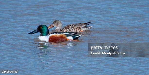 side by side - northern shoveler pair - beak stock pictures, royalty-free photos & images