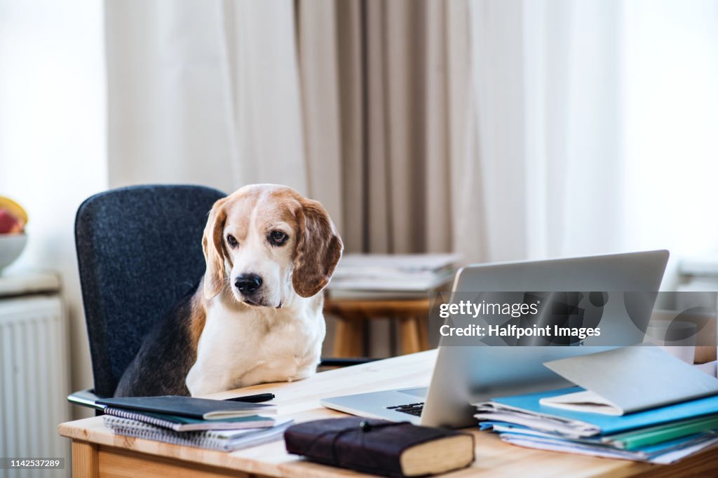 A dog sitting on a chair at a table with laptop in home office.