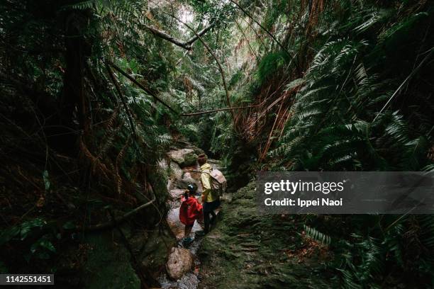 mother and preschool girl trekking together in jungle, yanbaru forest, okinawa, japan - off the beaten path stock pictures, royalty-free photos & images