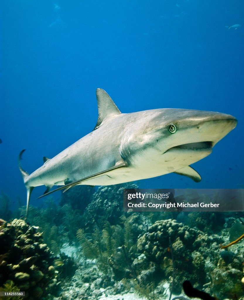 Reefshark