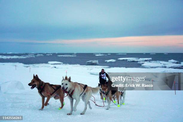 47th Iditarod Race: Musher Matt Hall in action during race. 39 mushers traversed 1,000 miles from Anchorage to Nome in 10 days. View of melted ice...