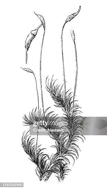dicranum scoparium, the broom forkmoss - bryophyte stock illustrations