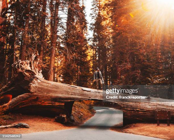 man on top of tunnel log at sequoia national park - fallen tree stock pictures, royalty-free photos & images