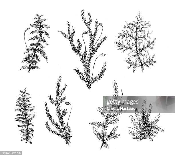 ミズゴケ点のイラスト素材/クリップアート素材/マンガ素材/アイコン素材 - Getty Images