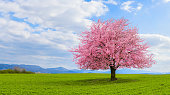 Lonely Japanese cherry sakura with pink flowers in spring time on green meadow.
