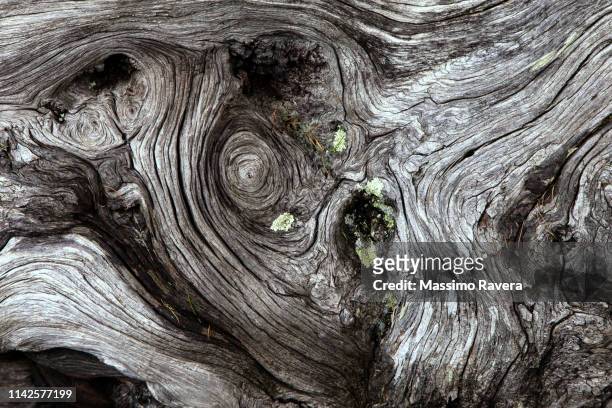 tree bark - 樹皮 個照片及圖片檔