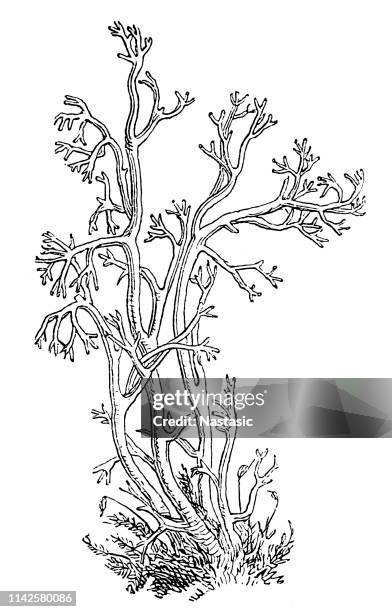 cladonia rangiferina (reindeer lichen , grey reindeer lichen ,reindeer moss, deer moss, and caribou moss) - cladonia stock illustrations