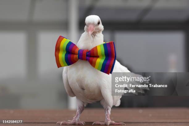dove with colorful bow tie - white pigeon stock pictures, royalty-free photos & images