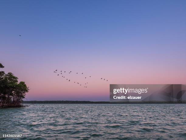 scarlett ibis flock flying in brazil - south stock-fotos und bilder