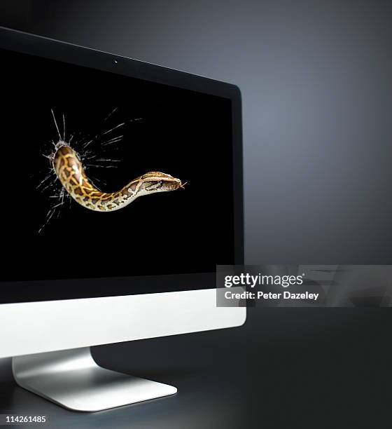 burmese python coming out of computer screen - ominous computer stock pictures, royalty-free photos & images