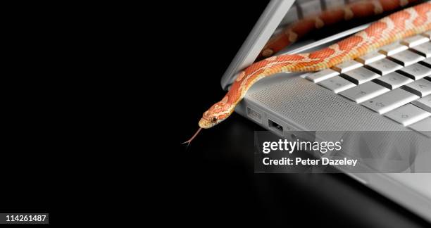 corn snake coming out of laptop computer - corn snake stock pictures, royalty-free photos & images