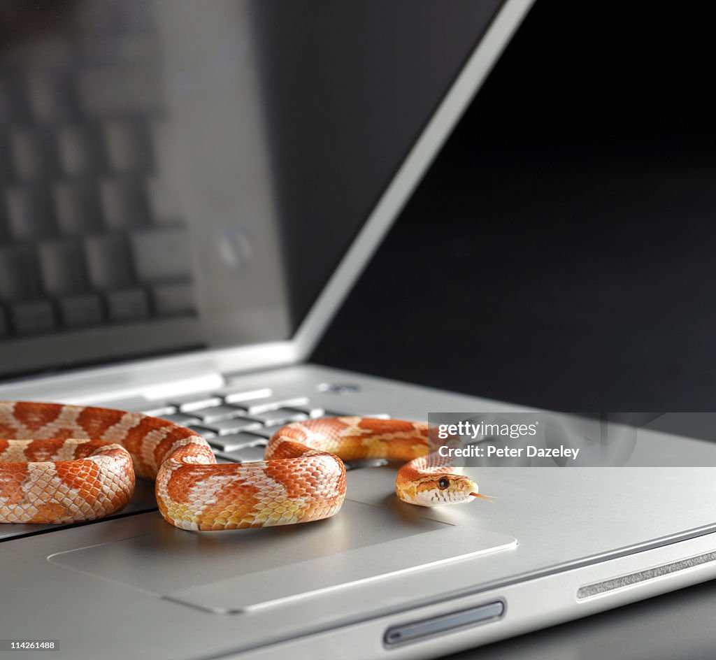 Snake Inside Computer Case Corn Snake Emerging From Laptop Computer Photo - Getty Images