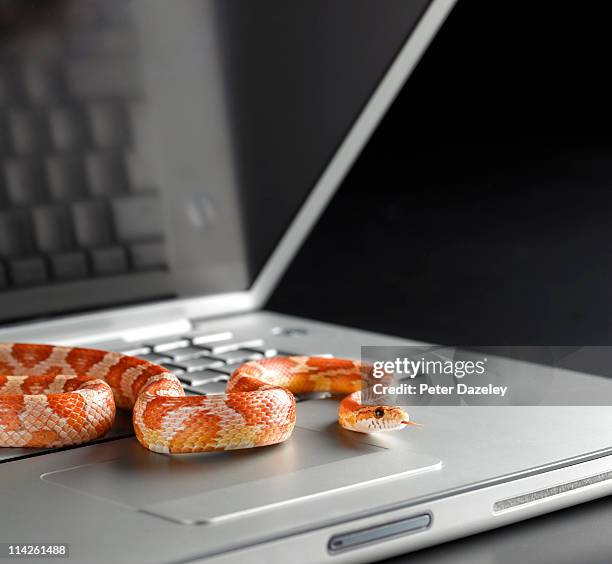 corn snake emerging from laptop computer - forked tongue stock pictures, royalty-free photos & images