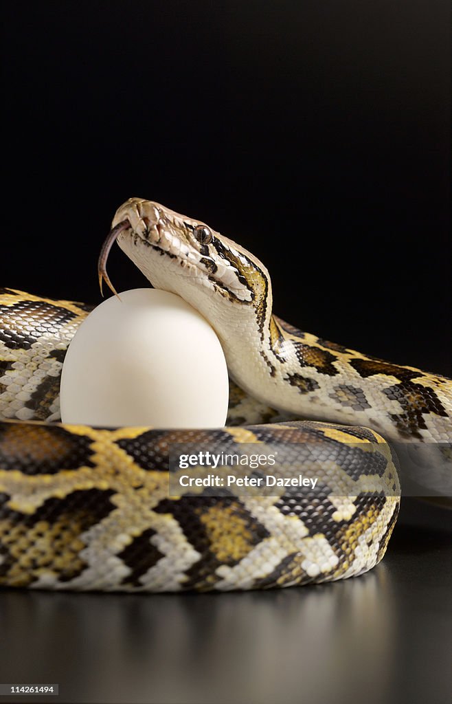 Burmese python holding egg