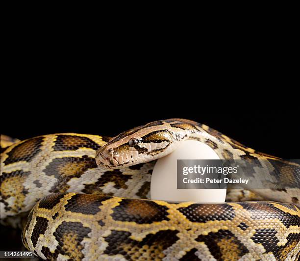 burmese python protecting egg with copy space - python molurus bivittatus stock pictures, royalty-free photos & images