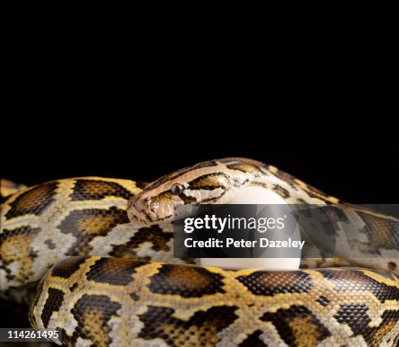 Burmese python protecting egg with copy space Burmese python protecting egg with copy space