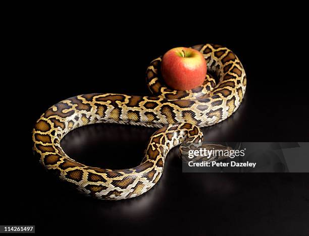 burmese python squeezing apple - python molurus bivittatus stock pictures, royalty-free photos & images