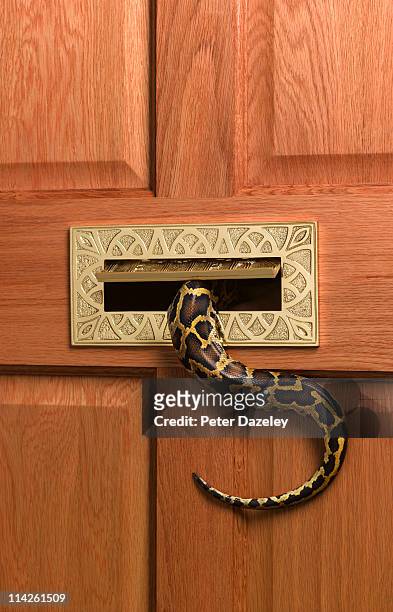 burmese python going into letterbox - python molurus bivittatus stock pictures, royalty-free photos & images