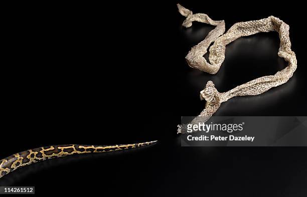 snake shedding skin - peau de serpent photos et images de collection