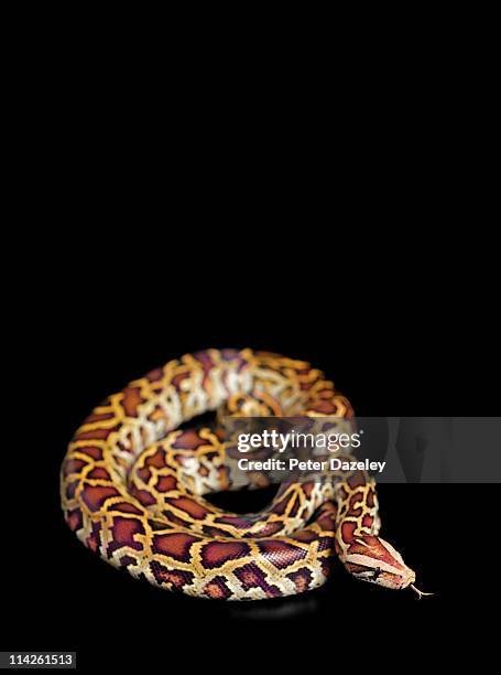 burmese python with tongue out with copy space - python molurus bivittatus stock pictures, royalty-free photos & images