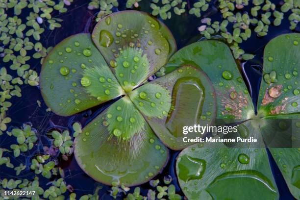 four leaf clover in water - 4 leaf clover ストックフォトと画像