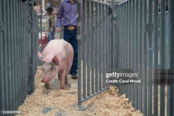 a large pink pig enters the chute at a county livestock exhibition - livestock show stock pictures, royalty-free photos & images