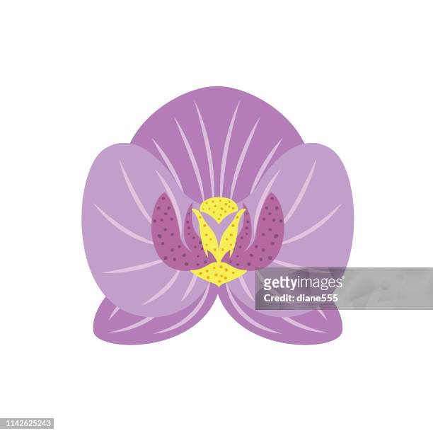  Ilustraciones de Orquídea - Getty Images