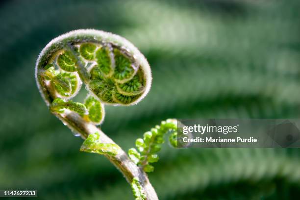 fern leaves - knop plant stage stockfoto's en -beelden