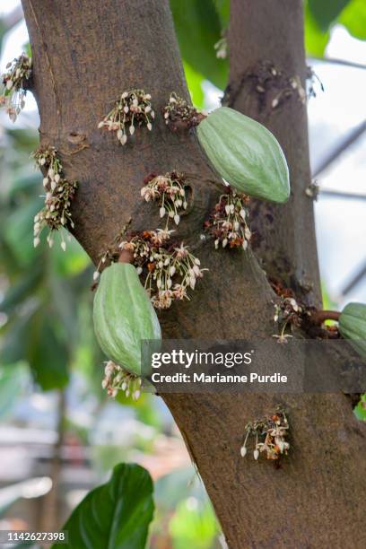 chocolate tree fruit and flowers - cacao tree stock-fotos und bilder