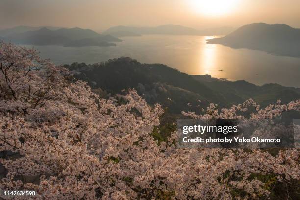 sunset and cherry blossoms in the seto inland sea - ehime prefecture stock pictures, royalty-free photos & images