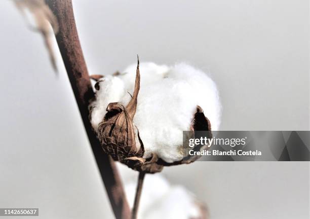 cotton bale on light background - cotton plant isolated stock pictures, royalty-free photos & images