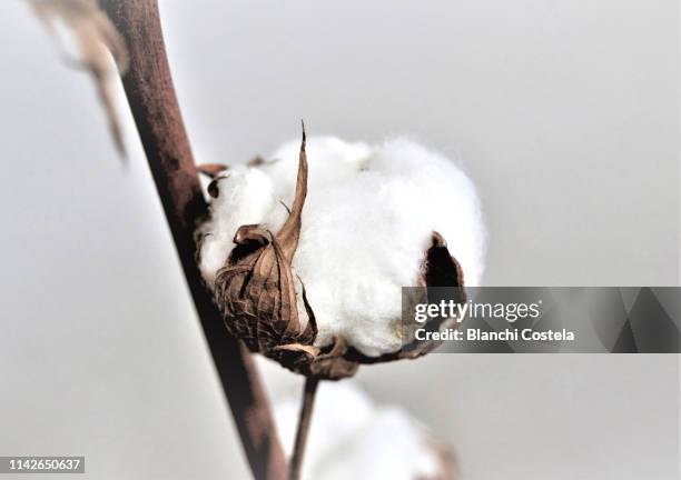 cotton bale on light background - cotton plant stock pictures, royalty-free photos & images