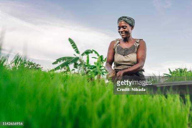 weibliche bäuerin pflanzt reis in afrika, malawi - third world stock-fotos und bilder