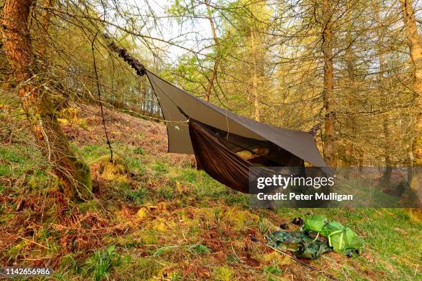 hammock on a hillside in the forest, english lake district - plaine stock-fotos und bilder