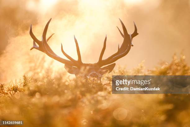 red deer (cervus elaphus) - antler stock pictures, royalty-free photos & images