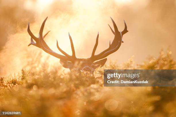 cervos vermelhos (elaphus do cervus) - red deer animal - fotografias e filmes do acervo