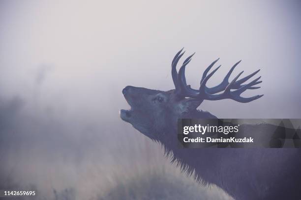 rotwild (cervus elaphus) - tiere bei der jagd stock-fotos und bilder