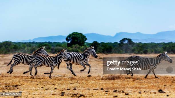 zebras on the gallop in laikipia savanna - laikipia ストックフォトと画像