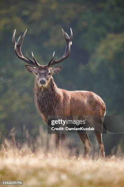 red deer (cervus elaphus) - deer stock pictures, royalty-free photos & images