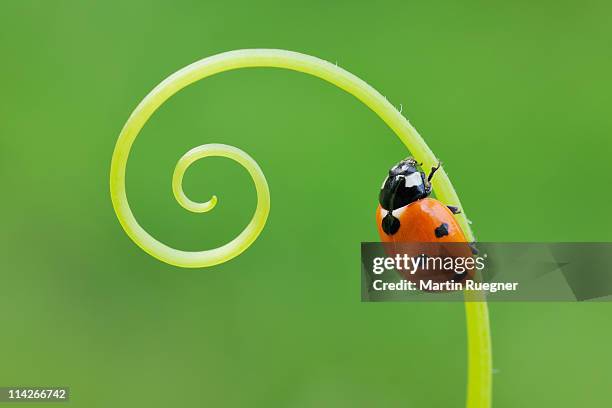 seven spot ladybird (coccinella septempunctata). - joaninha imagens e fotografias de stock