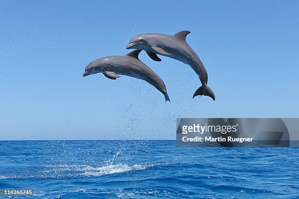 bottlenose dolphin jumping in sea. - delfine stock-fotos und bilder