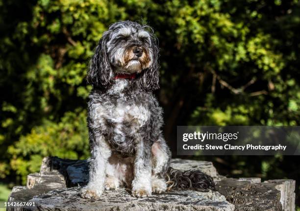 cavoodle - cavoodle stockfoto's en -beelden