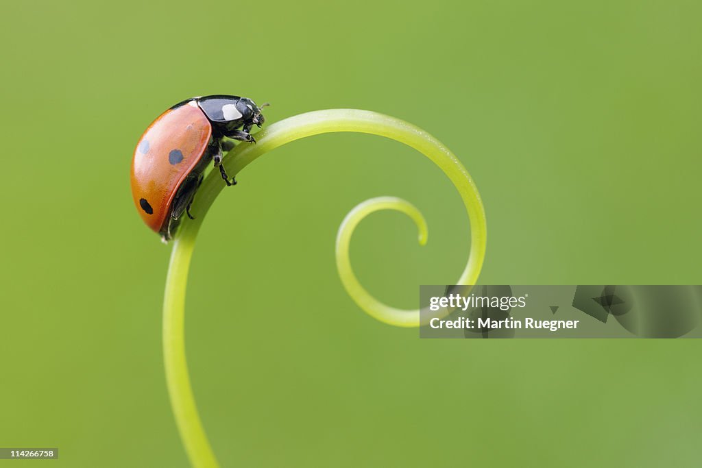 Seven spot Ladybird  (Coccinella septempunctata).