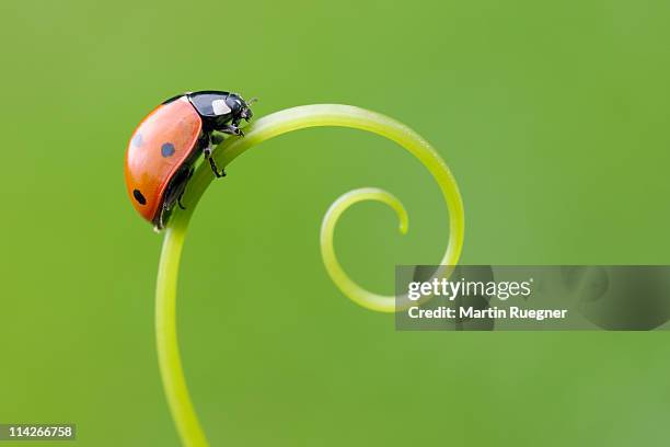 seven spot ladybird (coccinella septempunctata). - joaninha imagens e fotografias de stock