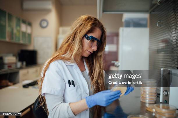 biology research scientist working in lab - bacteria cultures stock pictures, royalty-free photos & images