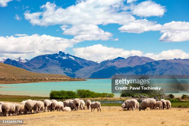 sheep grazing at a traditional patagonian estancia in el calafate area, argentina, january 14, 2018 - patagonia argentina stock pictures, royalty-free photos & images