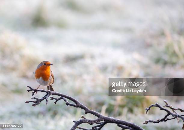 ein europäischer robin, erithacus rubecula, der auf einem frostigen ast mit defokussiertem schneehintergrund thront. - rotkehlchen stock-fotos und bilder