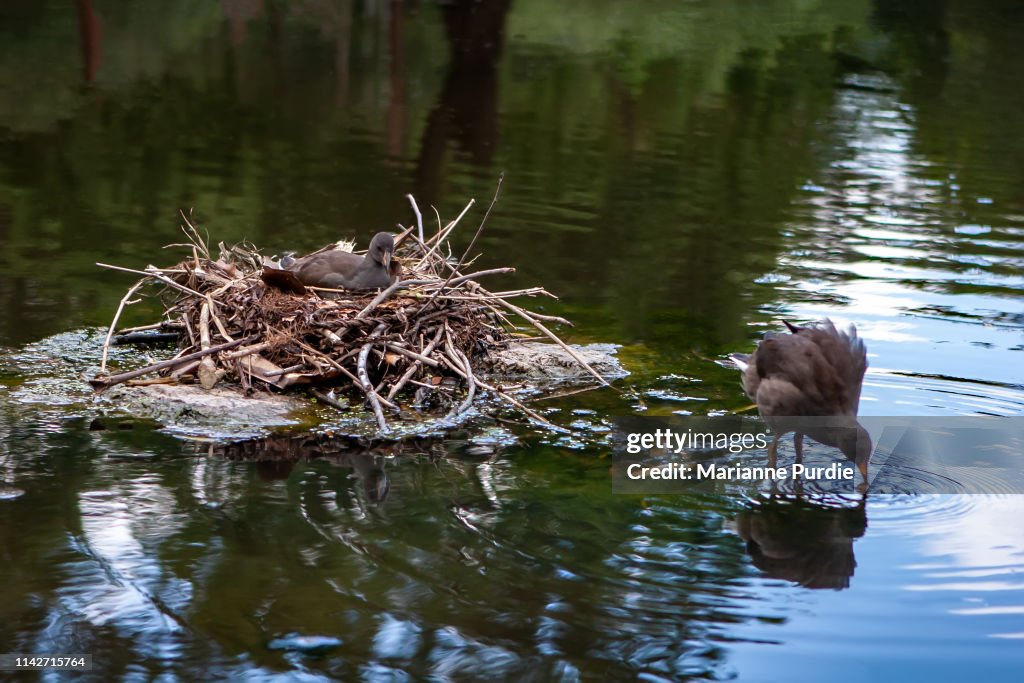 Dusky moorhen and baby